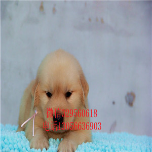 永川出售纯种高品质精品金毛金毛基地英系金毛