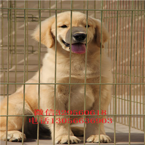 宁波哪里能买到纯种金毛幼犬金毛基地疫苗齐全