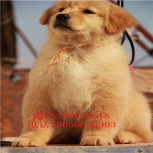 九江金毛幼犬纯种金毛幼犬金毛图片美系金毛