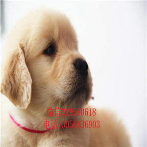 日照哪里有卖高品质精品金毛金毛基地美系金毛