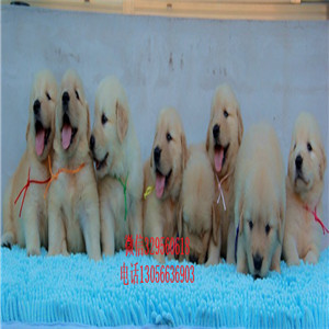 彭水出售纯种双血统金毛金毛多少钱美系金毛