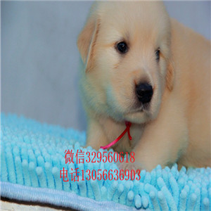 黄石出售纯种双血统金毛金毛图片美系金毛