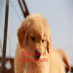 娄底出售纯种双血统金毛金毛犬舍枫叶红金毛