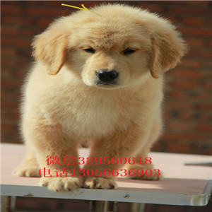 九江金毛幼犬纯种金毛幼犬金毛图片美系金毛