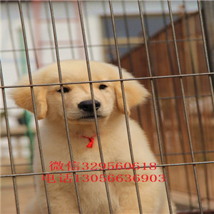 朝阳出售纯种双血统金毛金毛犬舍美系金毛