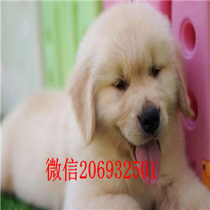 厦门出售纯种金毛犬  签订一年活体协议 完美售后