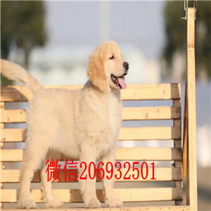 厦门出售纯种金毛犬  签订一年活体协议 完美