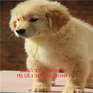 九江金毛幼犬纯种金毛幼犬金毛图片美系金毛