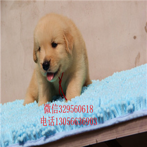 株洲出售纯种双血统金毛金毛价格枫叶红金毛