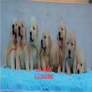 彭水出售纯种双血统金毛金毛多少钱美系金毛