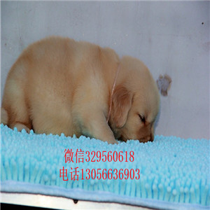 永川出售纯种高品质精品金毛金毛基地英系金毛