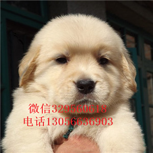 辽阳金毛幼犬带证书的金毛金毛图片包纯种健康