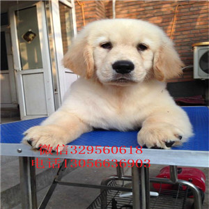 盘锦哪里能买到带证书的金毛金毛图片疫苗齐全