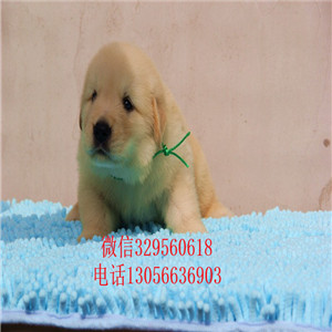 厦门哪里能买到纯种金毛幼犬金毛价格包纯种健