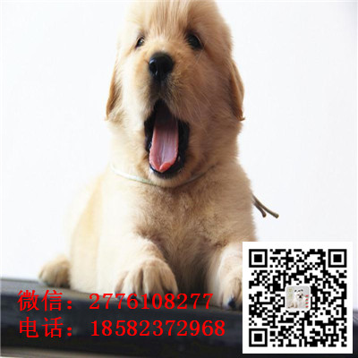 郴州哪里有卖金毛犬 纯种金毛多少钱 带证书 金毛长多大 金毛幼犬繁殖价格