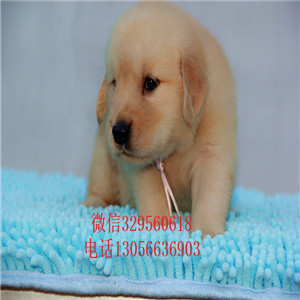 永川出售纯种高品质精品金毛金毛基地英系金毛