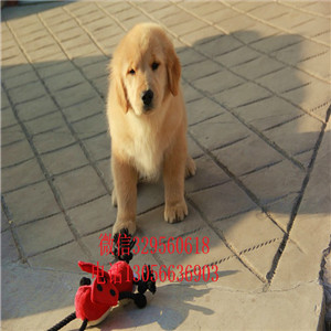 衡阳金毛幼犬纯种金毛幼犬金毛图片枫叶红金毛