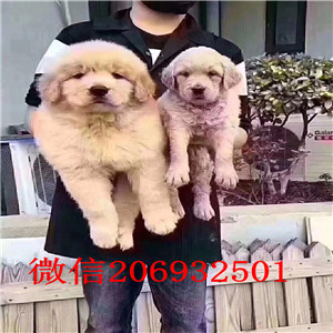 福州纯种精品金毛 纯种赛级黄金拾猎犬幼犬品相极好