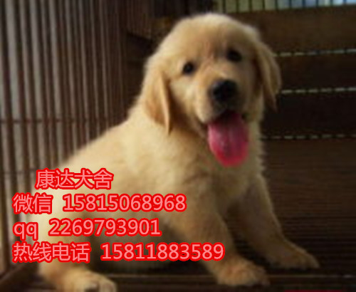 深圳有没有养狗基地 深圳哪里买纯种金毛