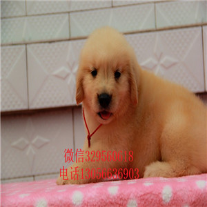 铜陵金毛幼犬带证书的金毛金毛多少钱美系金毛