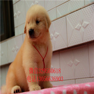 黄山出售纯种赛级金毛幼犬金毛图片美系金毛