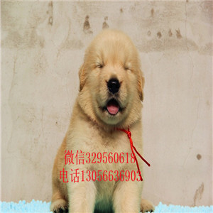 安康出售纯种赛级金毛幼犬金毛多少钱美系金毛