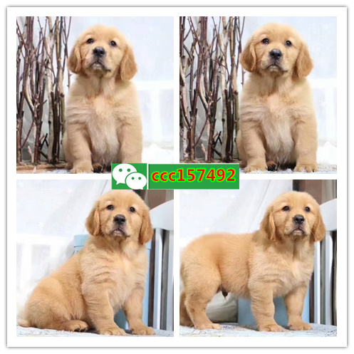 合肥买狗、合肥卖狗信息、合肥宠物狗交易信息