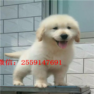 武汉哪里有金毛出售 武汉纯种金毛价格 金毛怎么卖的