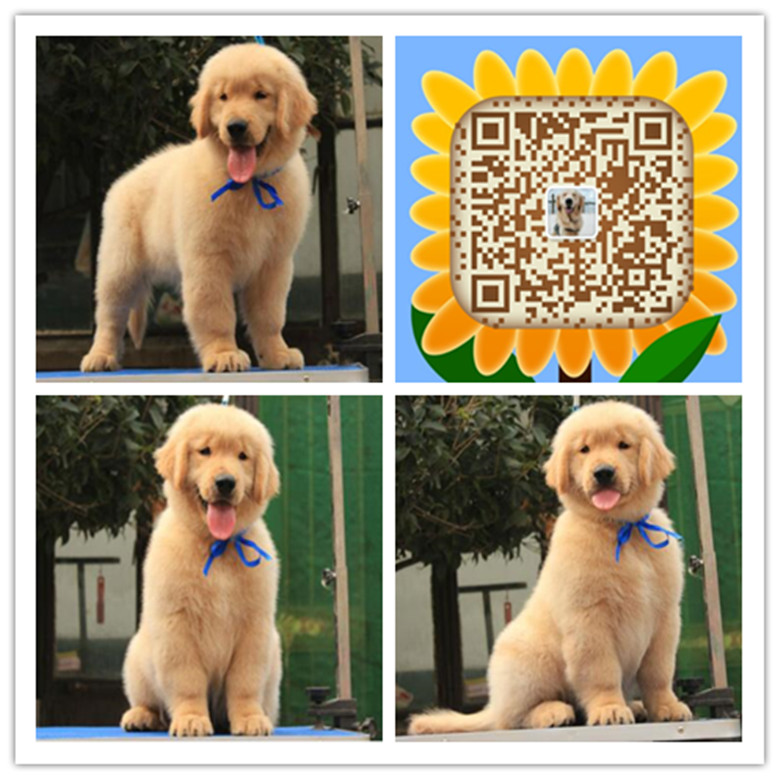 合肥哪里买家养金毛 合肥哪里有卖家养金毛犬 