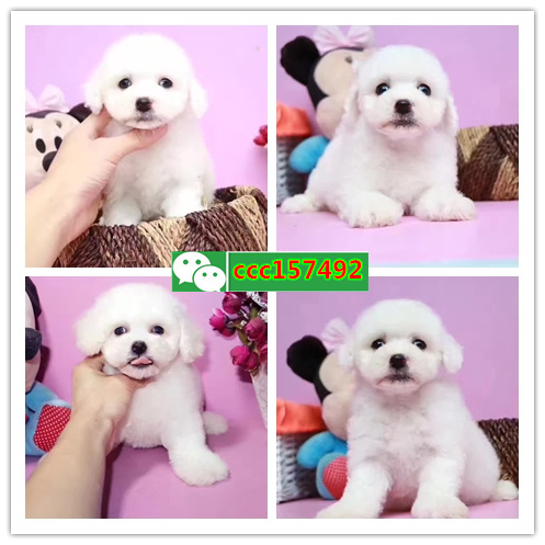 深圳纯种金毛多少钱一只 深圳金毛价格 深圳宠物狗