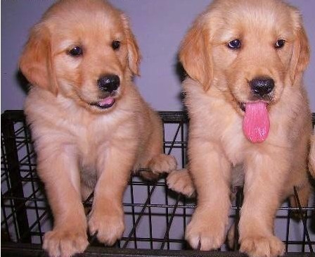 武汉哪里能买到金毛武汉纯种金毛犬价格 金毛