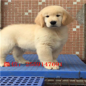 青岛哪里有金毛出售 青岛纯种金毛价格 金毛怎么卖的