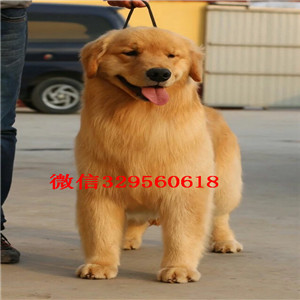 新余哪里有金毛幼犬出售  金毛犬哪里的好 金