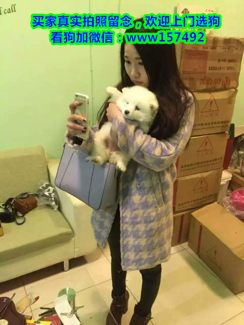 福州市区哪里有宠物狗卖 福州哪里有宠物店