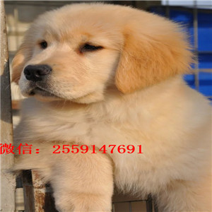 青岛哪里有金毛出售 青岛纯种金毛价格 金毛怎么卖的