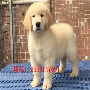 长沙市哪里卖纯种金毛 长沙市哪里卖的金毛价
