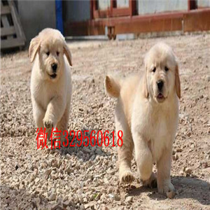  佳木斯哪里有纯种金毛犬卖 金毛掉毛吗 金毛幼犬一般多少钱 金毛赛级多少钱