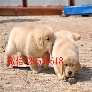 临夏出售纯种金毛犬·金毛多少钱一只精品金毛犬金毛犬舍