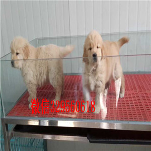 北海哪里能买到纯种金毛犬金毛狗场直销赛级金