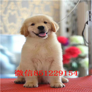 厦门繁殖基地出售四窝纯种金毛幼犬 品相好大