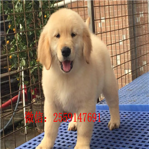 金毛宝宝,大头宽嘴,骨骼强壮,特别可爱,保证血