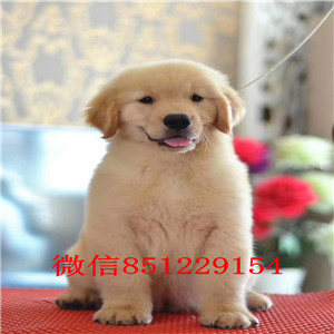 正规合肥犬舍热销金毛犬血统纯正保健康可签证