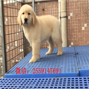 金毛宝宝,大头宽嘴,骨骼强壮,特别可爱,保证血统