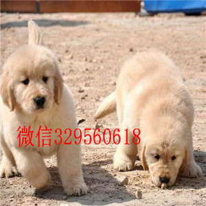 临夏出售纯种金毛犬·金毛多少钱一只精品金毛犬金毛犬舍