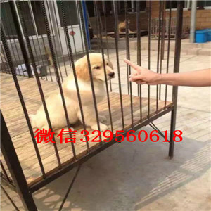 广元哪里能买到纯种金毛犬家养金毛出售双血统