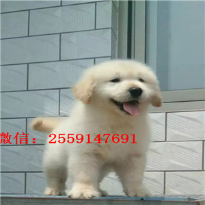 衡阳哪里有金毛犬出售 衡阳纯种金毛多少钱 衡阳哪里有金毛犬舍