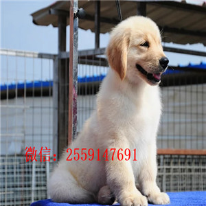 黄石哪里有金毛出售 黄石纯种金毛多少钱 金毛