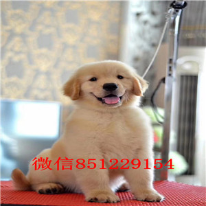 顶级健康大骨架金毛犬福州狗场直销 可接受提