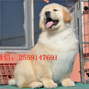 衡阳哪里有金毛犬出售 衡阳纯种金毛多少钱 衡阳哪里有金毛犬舍
