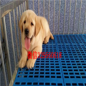 信阳金毛幼犬出售美系金毛犬 金毛犬舍出售大